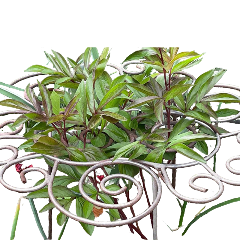 Spiralstütze aus Eisen für Blumen und Pflanzen
