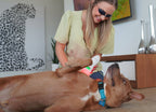 Laser-Therapiegerät für Haustiere – Low-Level-Lasertherapie