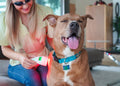 Laser-Therapiegerät für Haustiere – Low-Level-Lasertherapie